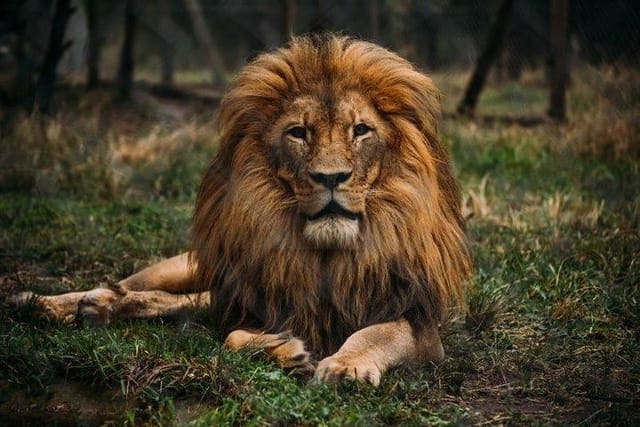 King of the jungle